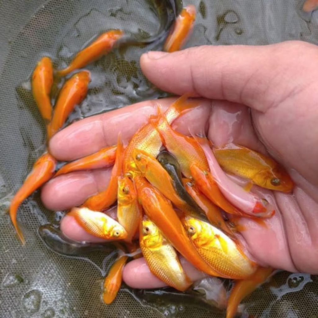 Bibit Ikan Mas Merah Kuning Isi 1/2 Liter