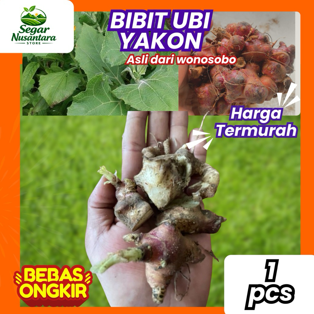 BIBIT UBI YACON / RIMPANG BIBIT UBI YACON 1pcs