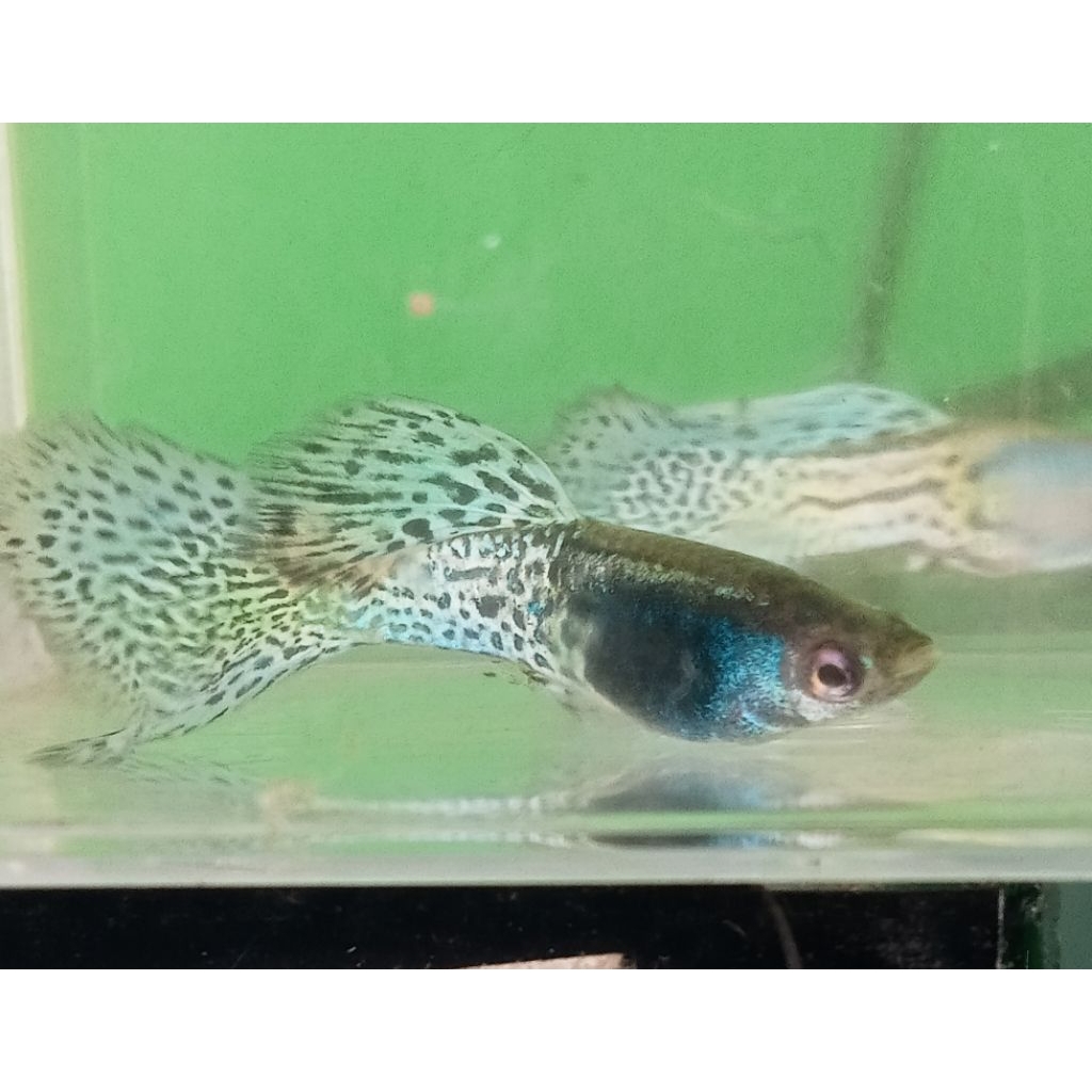 Guppy metal snakeskin blue grass