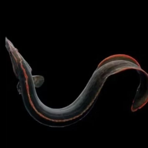 FIRE EEL UKURAN 7-9 CM
