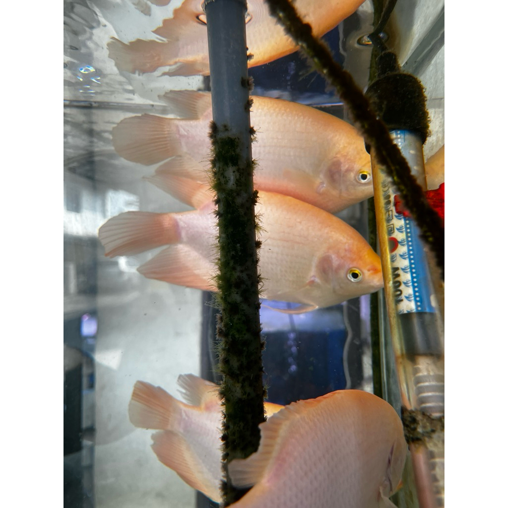 ikan hias gurame padang ukuran 4jari