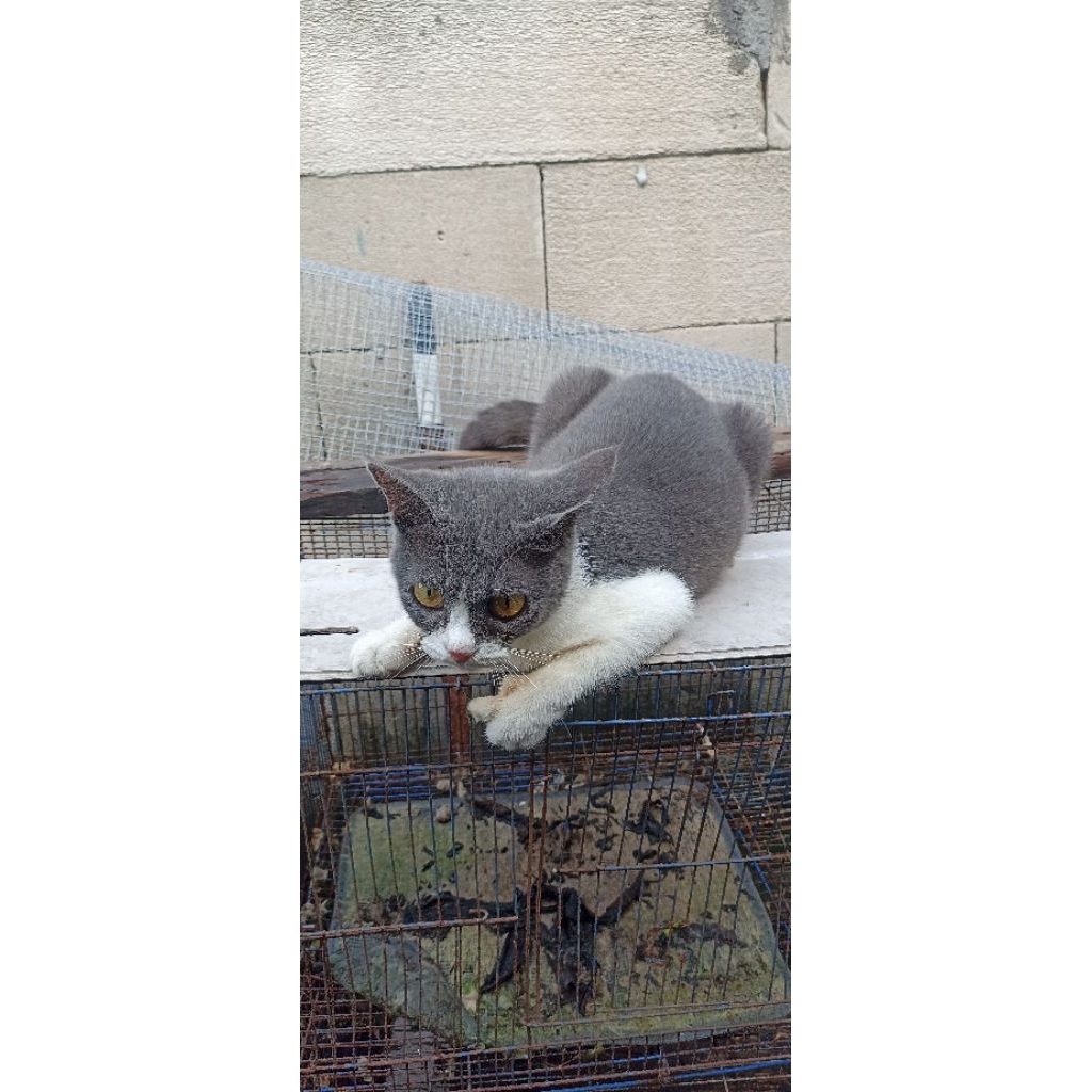 Kucing mix BSH betina siap kawin waru