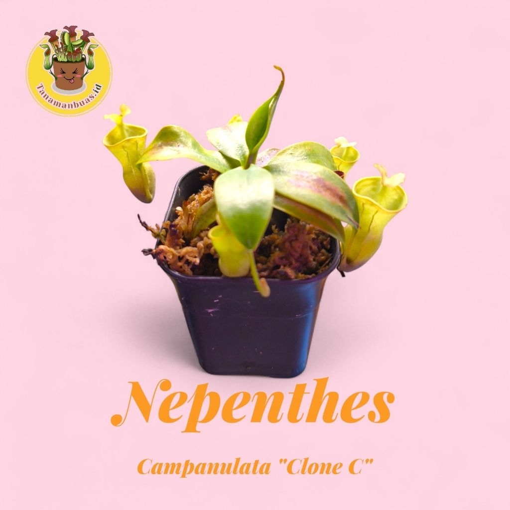 Tanaman Kantong Semar Nepenthes campanulata