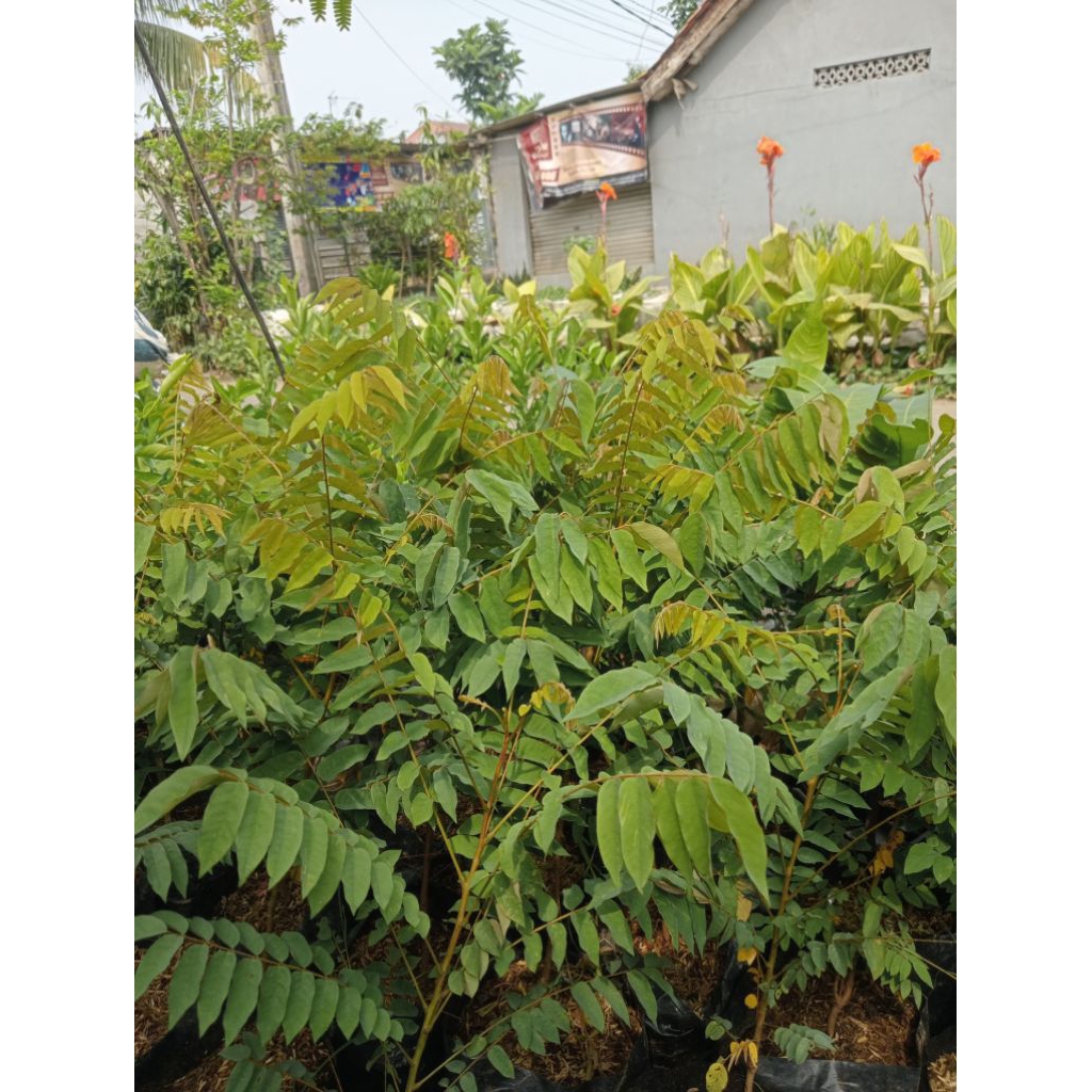 pohon belimbing Wuluh