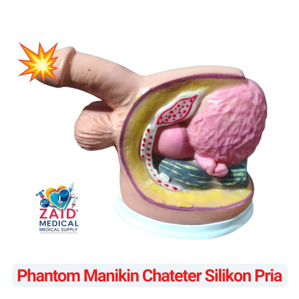Phantom Manikin Chateter silikon pria/ manikin kateter