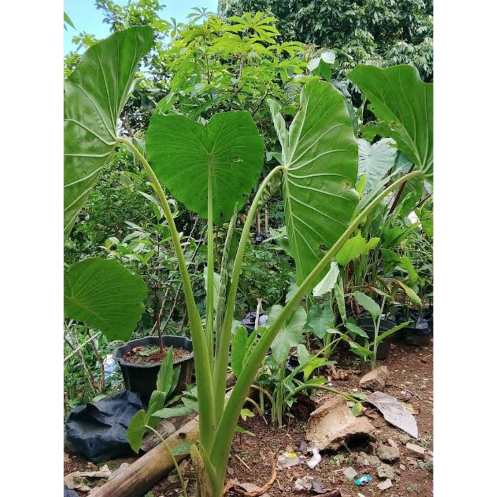Bibit talas bogor, bibit tanaman talas bogor, bibit lompong bogor pulen. -