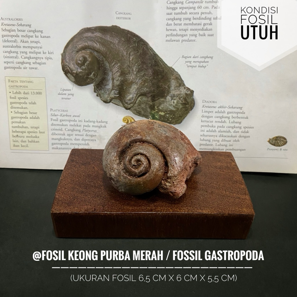 Fosil Keong Purba Merah B56 atau Fossil Gastropoda atau Fosil Kol Buntet Merah atau Fosil Kerang Tem