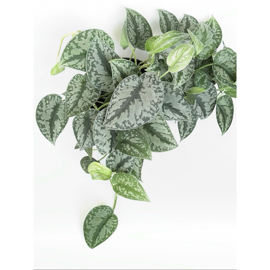 scindapsus silver #tanaman hias scindapsus silver