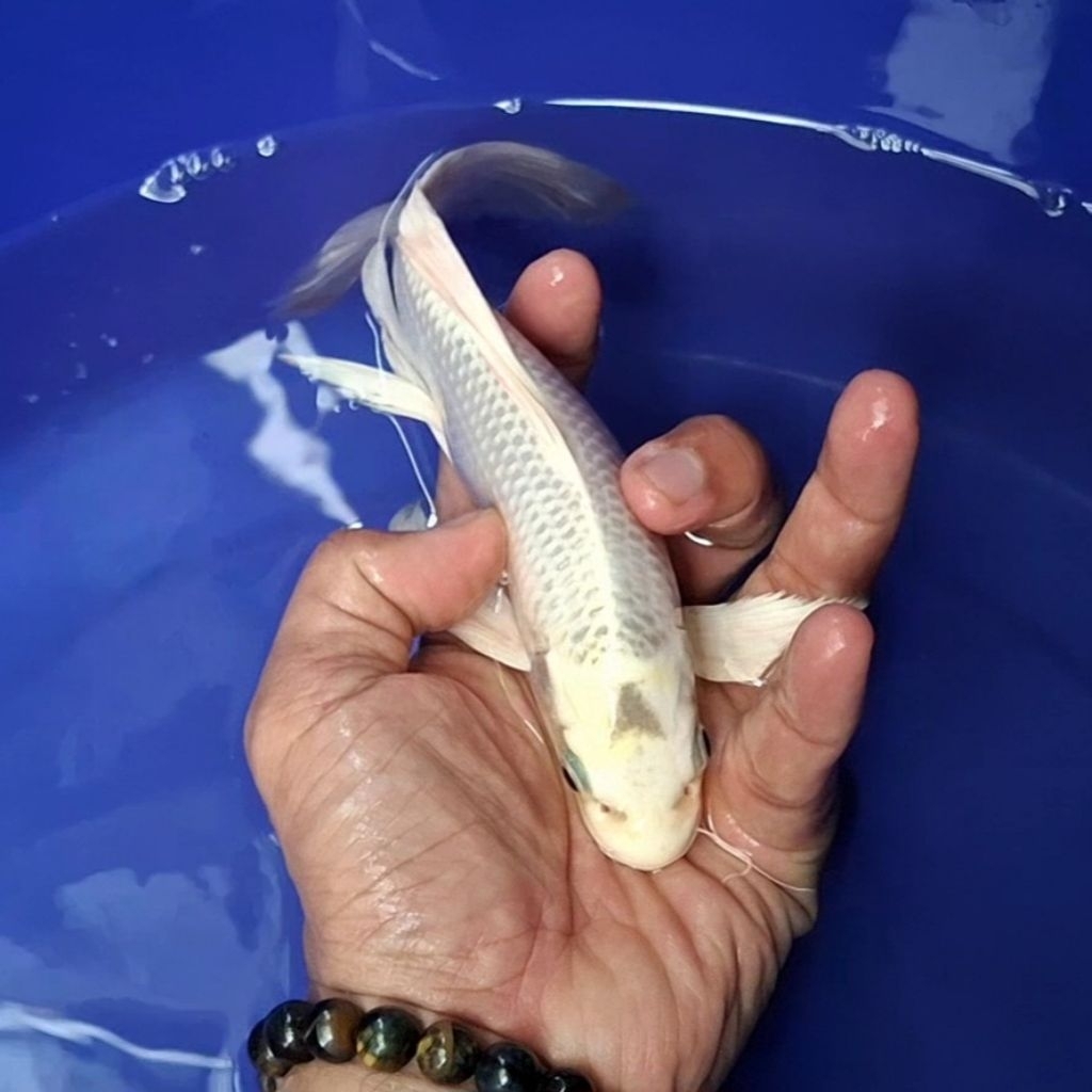 Ikan Koi Blitar Jenis Kumpay, Slayer / Rumah Koi Jakarta / kode 003