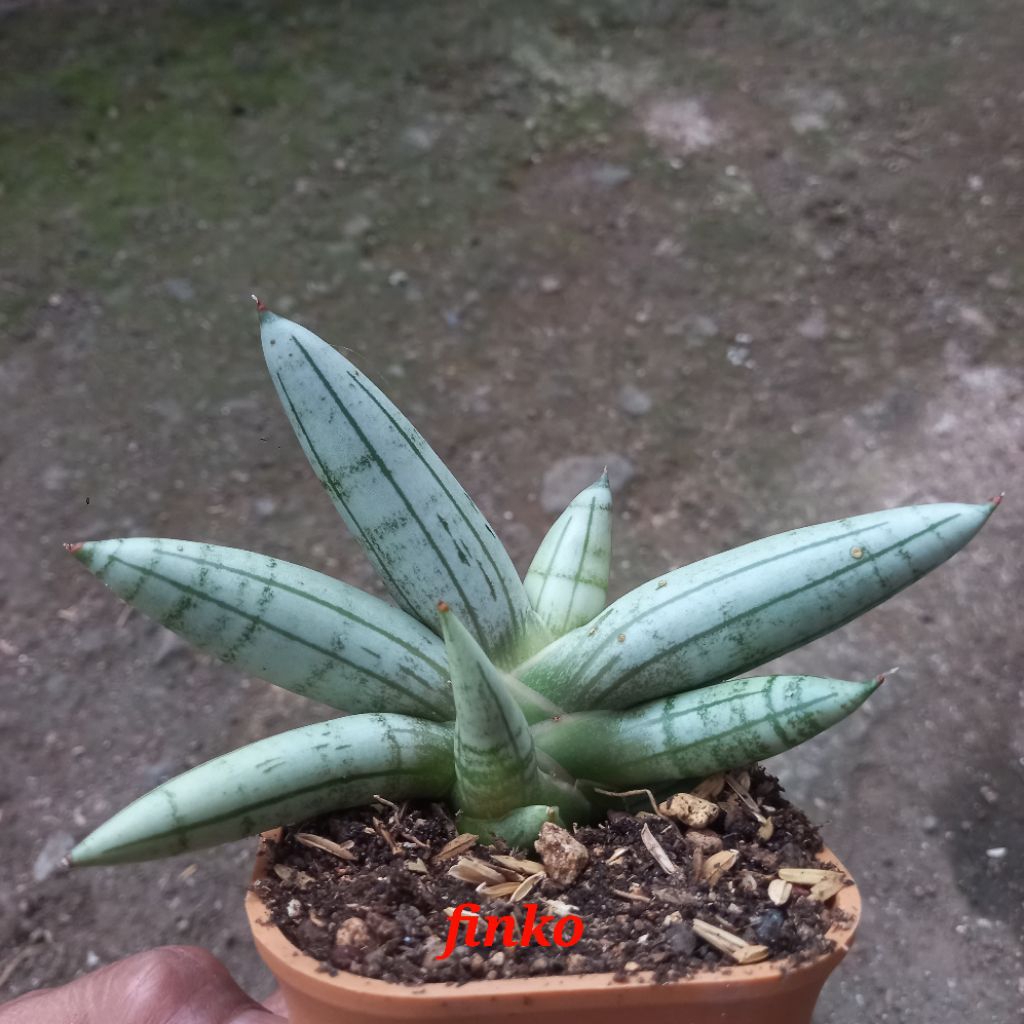 sansevieria hybrid boncel silver, ex. Thai