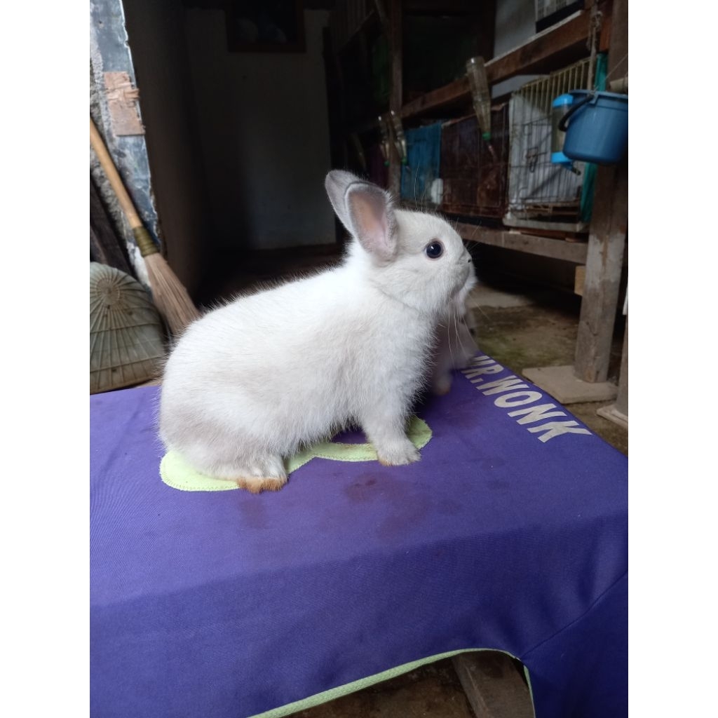 Kelinci hias mini ND netherland dwarf anakan sepasang (21).