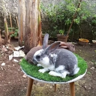 Kelinci hias Rex bulu karpet anakan sepasang (20).