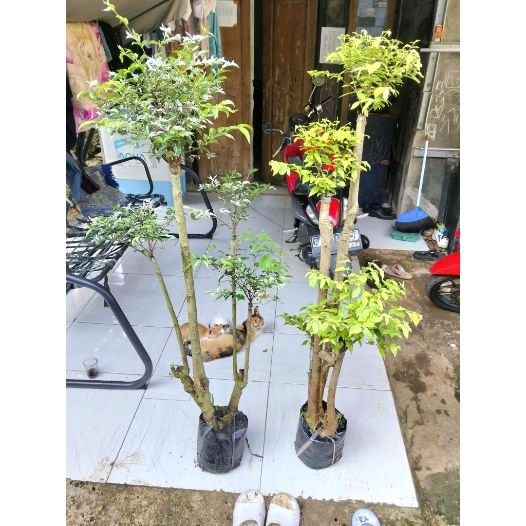paket 2 pohon anting Putri salju anting Putri kuning bonsai Taman paket 2 pohon anting Putri salju d
