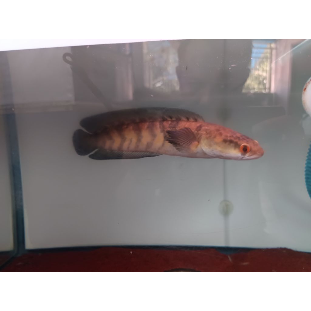 Chana Red Sentarum 18cm an