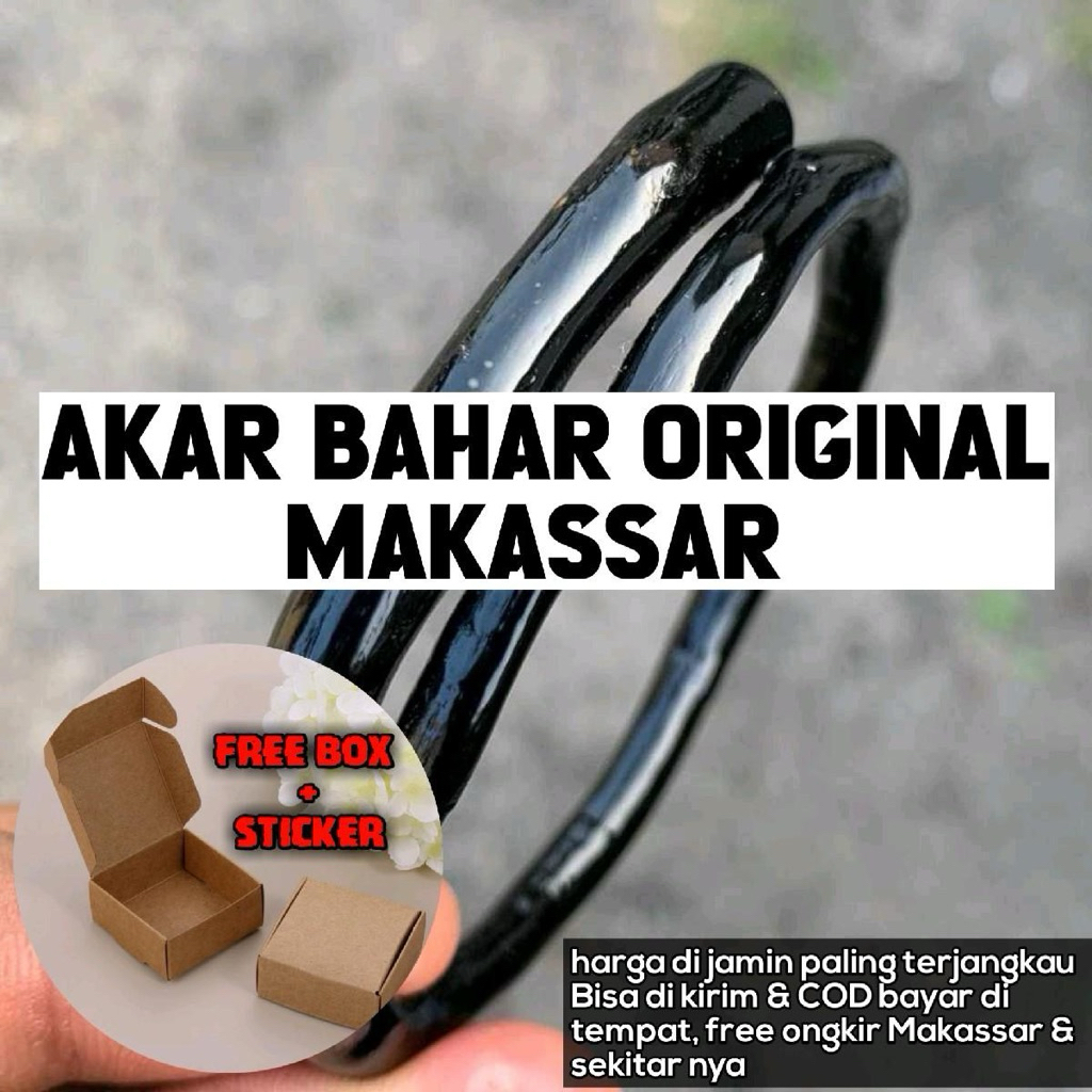 FREE BOX Akar Bahar Hitam Asli Original 100% Awet Lentur Tahan Lama dan Terjamin Kualitasnya