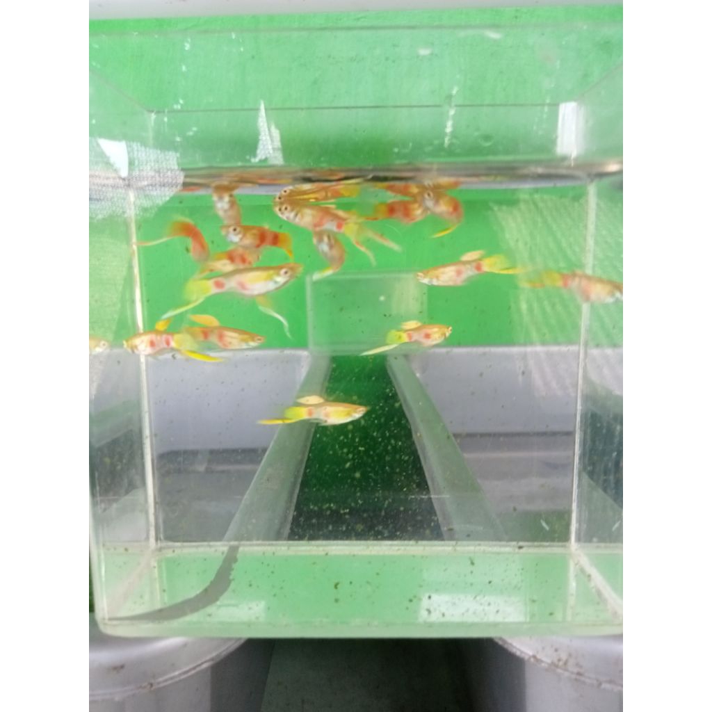 Guppy Vienna bottom sword