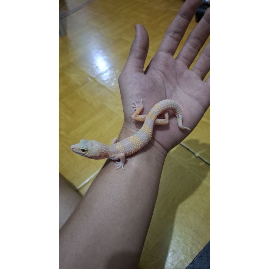 Leopard Gecko Male - Black Night Bell Albino - Usia Juve Jantan Sehat Combo Bagus