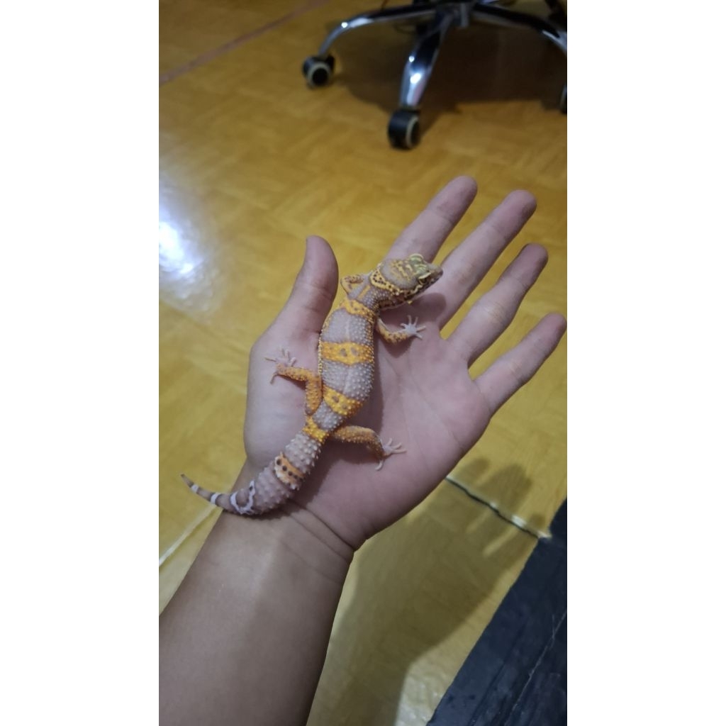 Leopard Gecko Female - Tangerine Bell Black Night Cross het Radar - Usia Juve Betina Sehat Mulus Ore