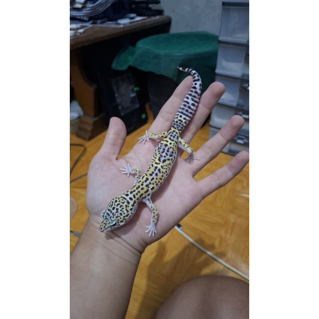 Leopard Gecko Male - Black Night ph Tremper - Usia Adult Dewasa Jantan Sehat Mulus