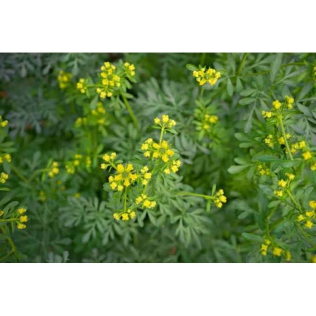 tanaman herbal daun inggu segar