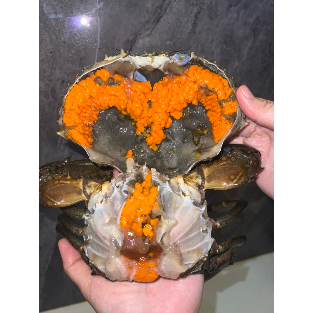 KEPITING TELUR PAPUA HIDUP - GARANSI TELUR