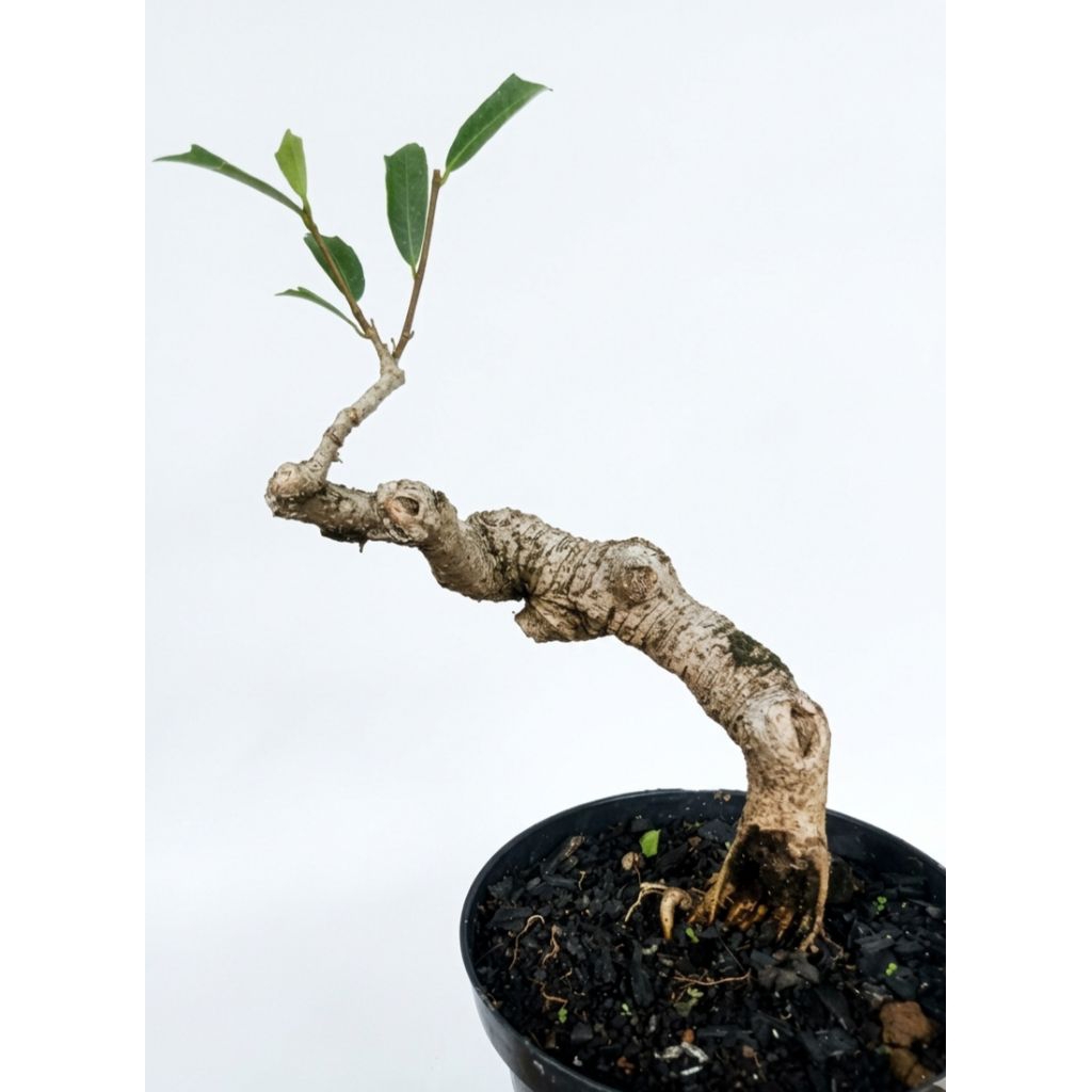 bahan bonsai Amplas putih