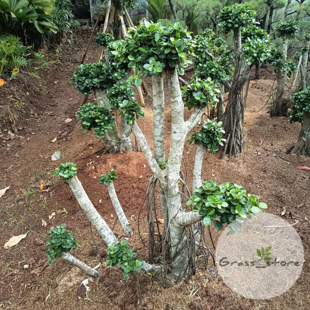 Tanaman Hias Bonsai - Bonsai Micro Dolar - Tanaman Bonsai Micro