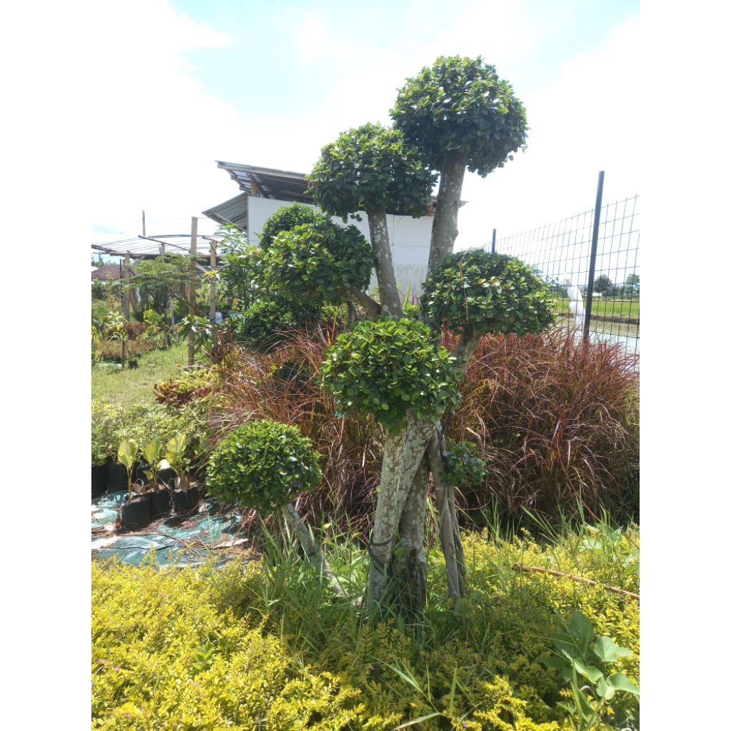 Bonsai dolar taman