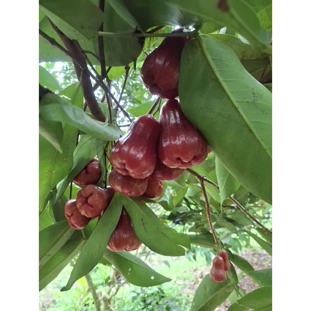 jambu citra madu perkg
