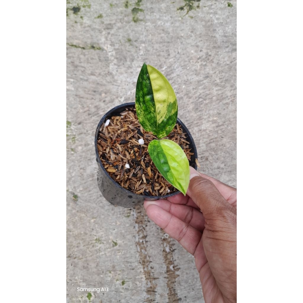 Anthurium Sirih Badak Varigata/Karstenianum Variegata (Baby Daun 2)