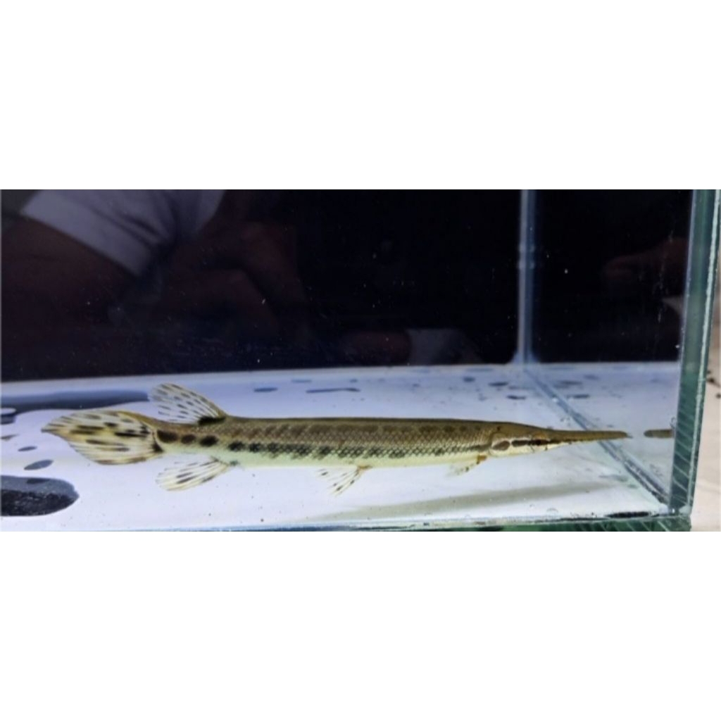 hiasan aquascape Florida gar 10-15 cm