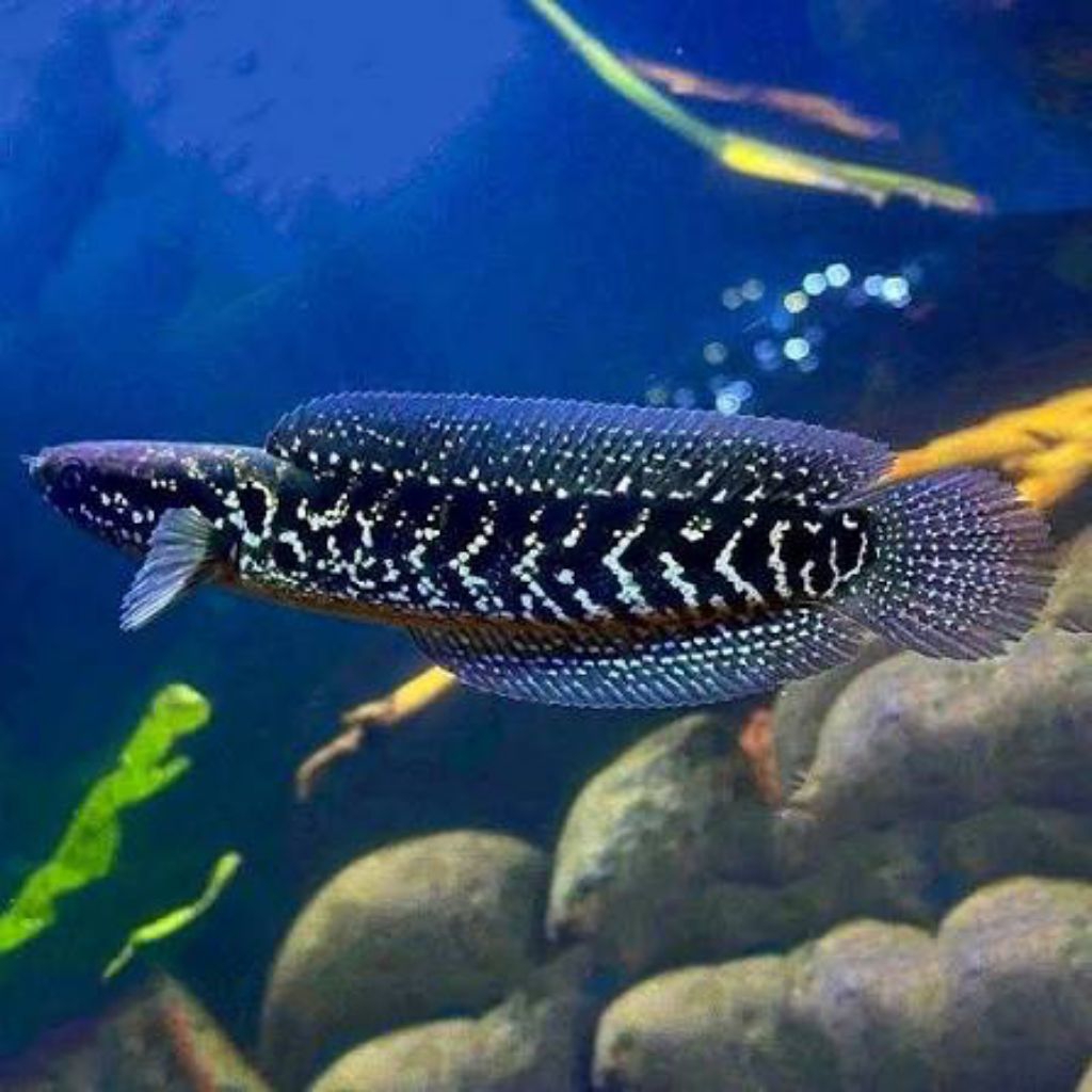 hiasan aquarium ikan Chana Asiatica WS ukuran 7-8