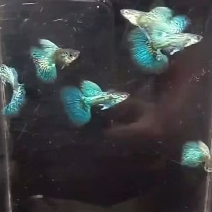 Guppy Green Dragon Halfmoon  | Grade A+ | Hiasan Akuarium