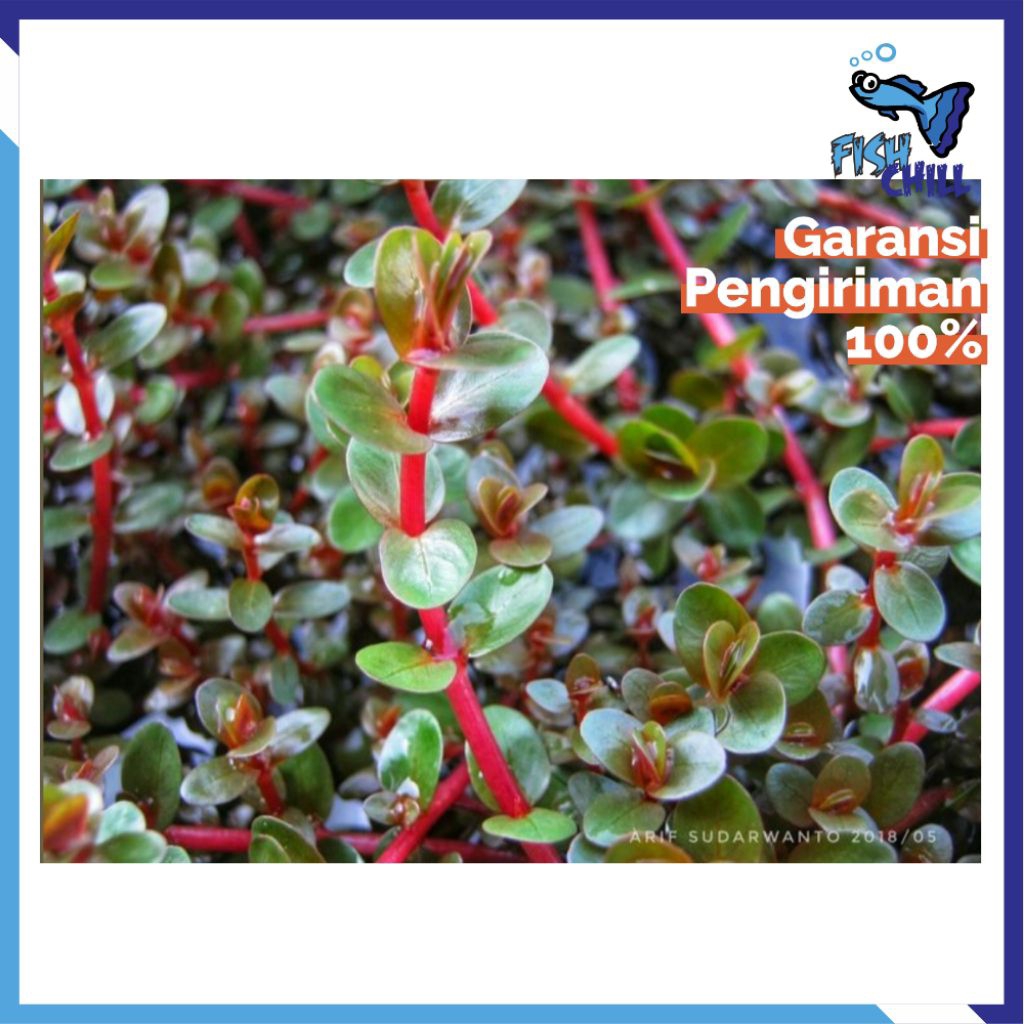 ROTALA BLOOD RED PAKET ISI 5 BATANG • Tumbuhan Tanaman Rumput Aquascape Aquatic Aquarium Air Kolam M