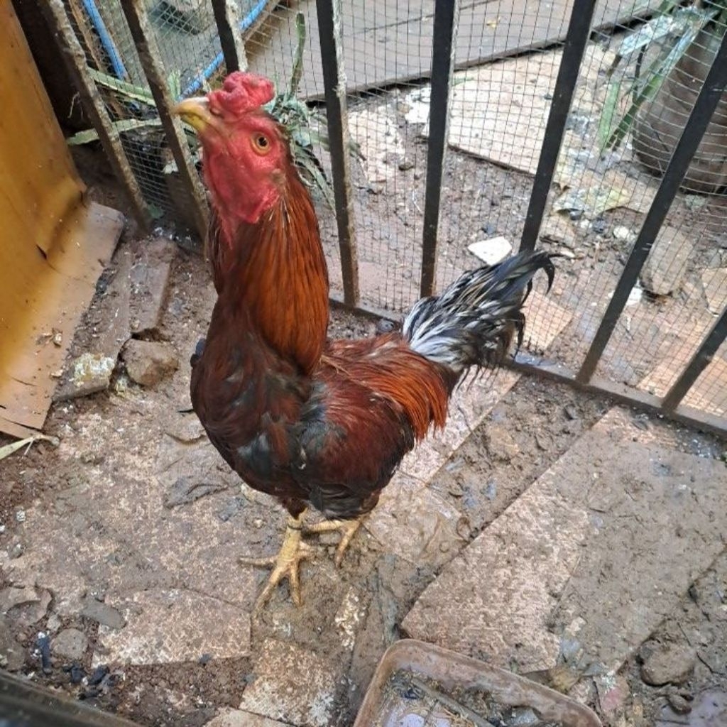 Ayam Jago Besar/Ayam Bangkok/Jago Merah/Jago Hidup