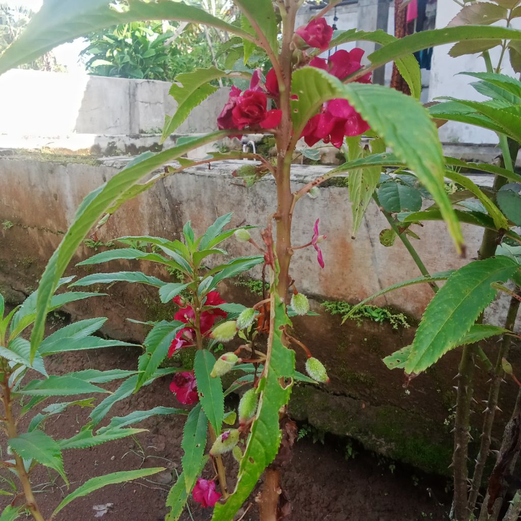 BENIH PACAR AIR MERAH/Tanaman hias