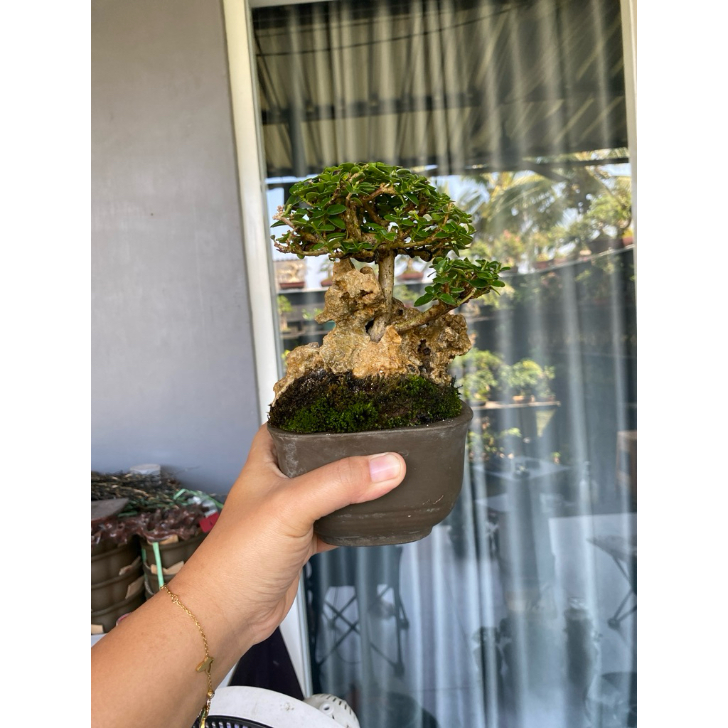 bonsai Sancang on the rock