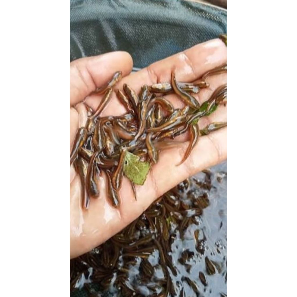 Bibit Toman Goblin  Kalimantan real sehat&lincah isi 5 ekor 3-6cm