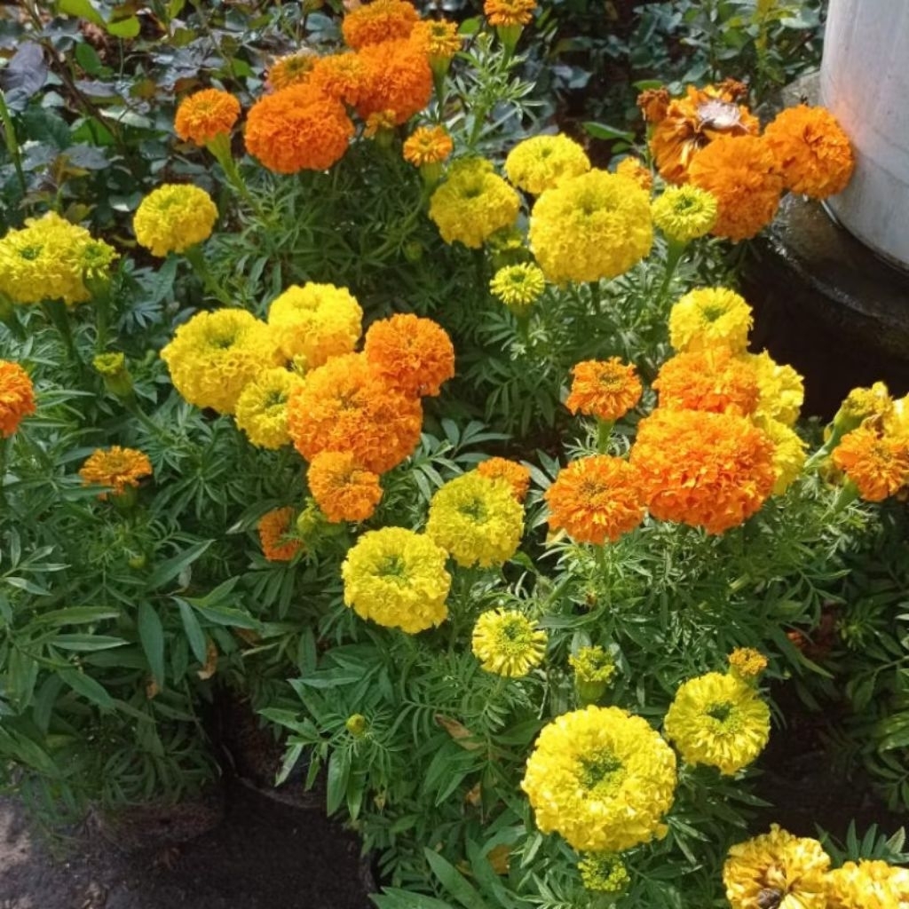 Tanaman Hias Bunga Marigold / Bunga Tumpuk – Bunga Taman Cerah – Tanaman Hias Pot & Taman – Tahan Pa