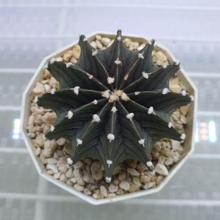 Kaktus Gymno Vos 1241 12 ribs (Gymnocalycium mihanovichii "Vos 1241")