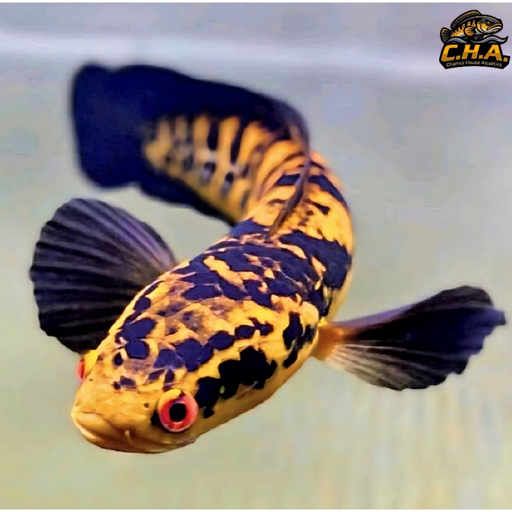 (C.H.A) Channa maru ys, big size 6-25 cm | COD? aman + stiker