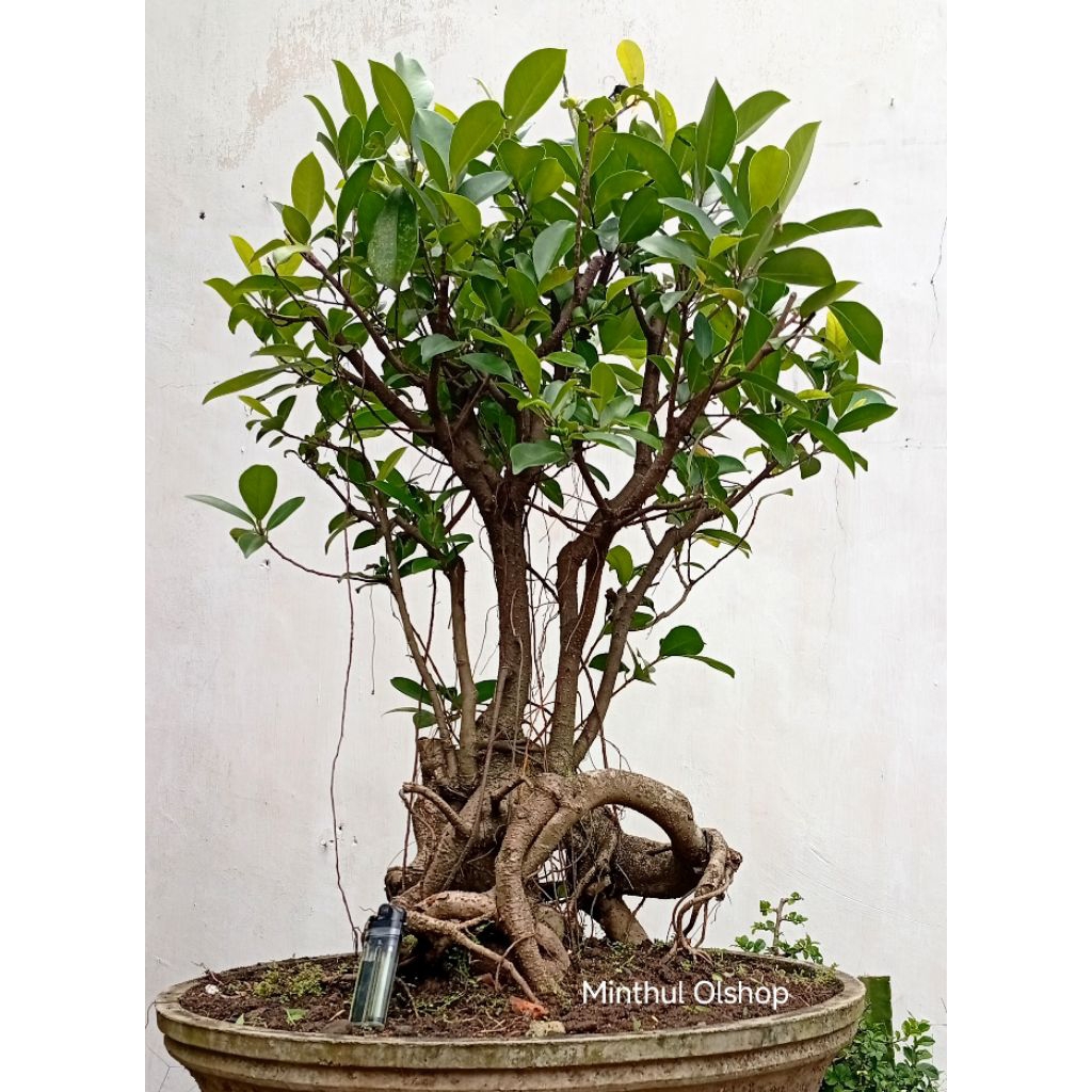 Bonsai iprik/preh bonggol jumbo akar unik sangar sesuai foto
