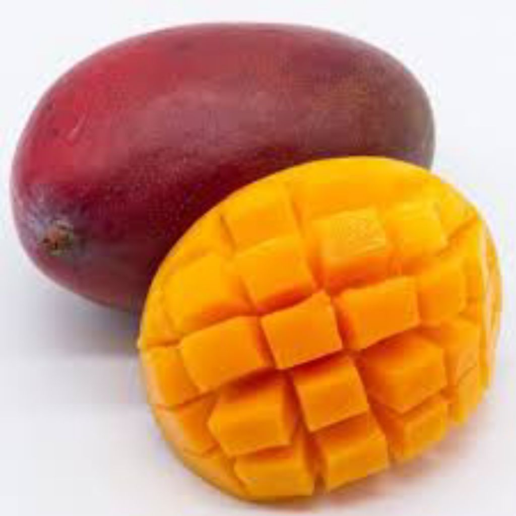 tanaman buah mangga miyazaki okulasi
