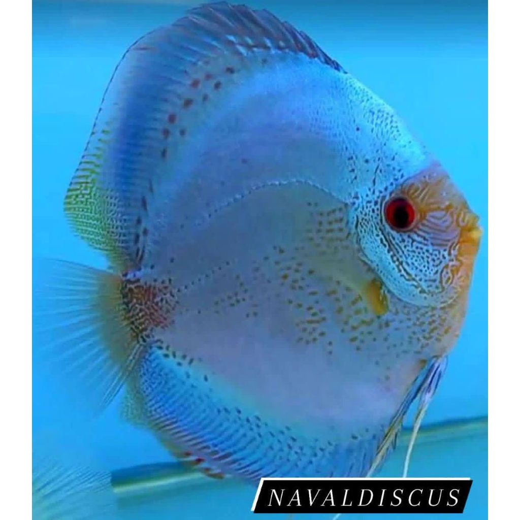 Discus aquascape blue scorpion ikan hias aquarium