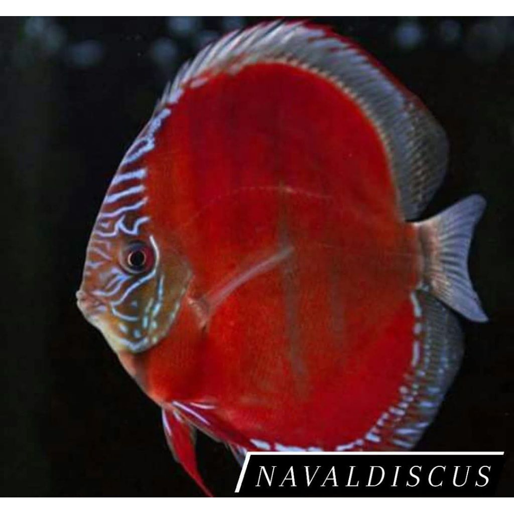 Discus aquascape Alenquer ikan hias aquarium