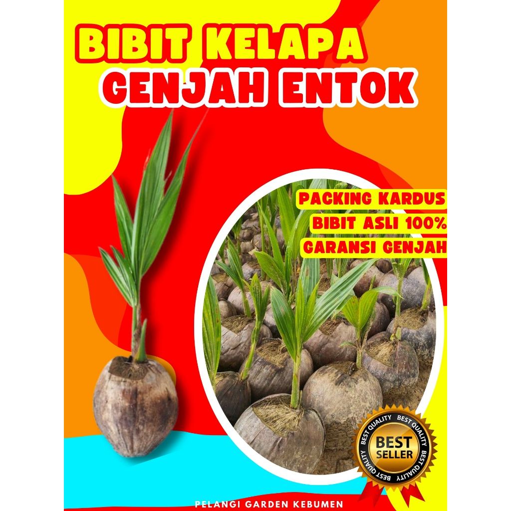 HARGA PETANI  Bibit Kelapa Pendek Entok, Bibit Kelapa Pendek Entok Genjah