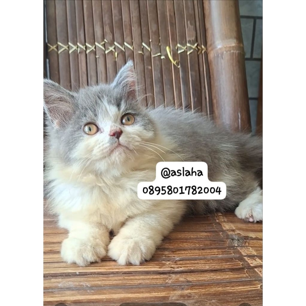 Kitten persia flatnose/kucung persia flatnose/kucing persia abu