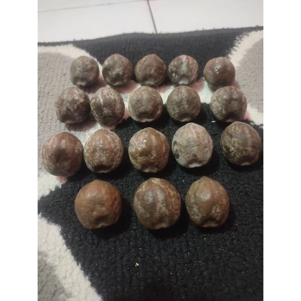 Muncang Adu Jalim M3 Jr Mentah Siap Adu Kuat Beli 3 Gratis 1