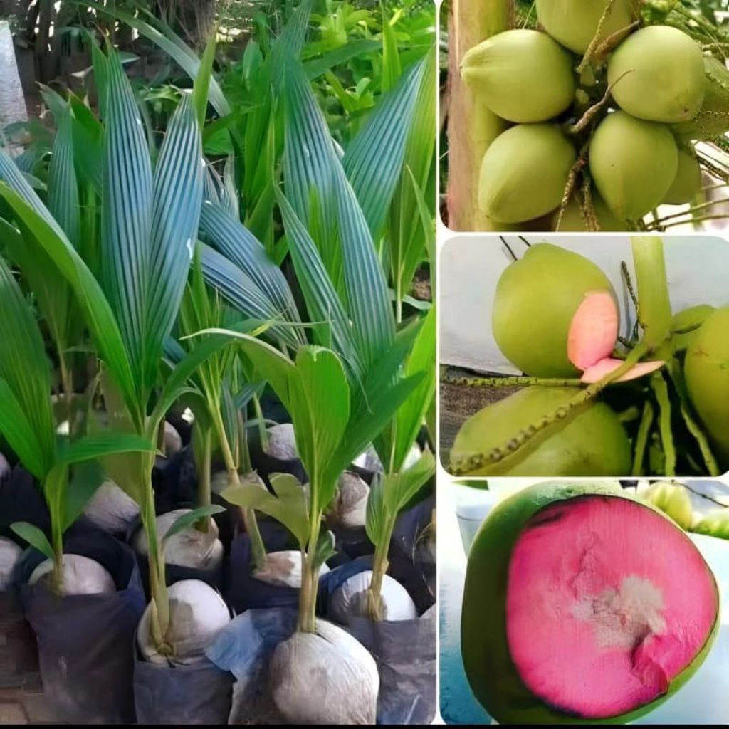 Bibit Kelapa Wulung (Cocos nucifera) Serat Merah Varietas Unggul Manfaat Luar Biasa Air Kelapa Kaya 
