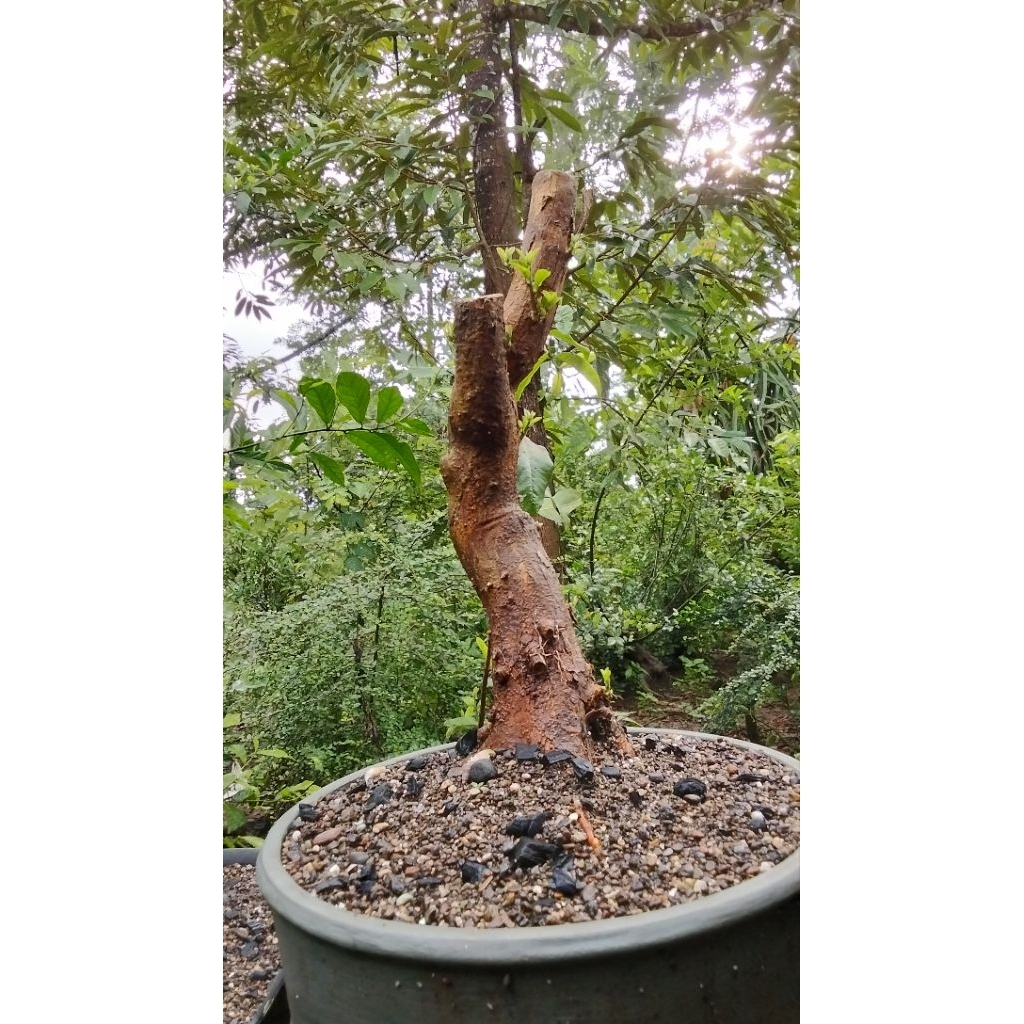 bahan bonsai sisir